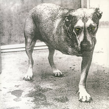 Cargar imagen en el visor de la galería, Alice In Chains - Alice In Chains (30th Anniversary Edition) (Yellow Neon Vinyl)

